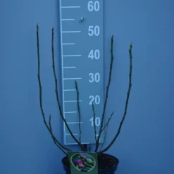 Ficus Carica ‘Francesca’