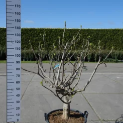 Ficus Carica ‘Fiorone Bianco’
