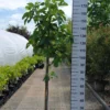 Ficus Carica ‘Panache’ Op Stam -Huisdecoratie Winkel ficus panache scaled 1