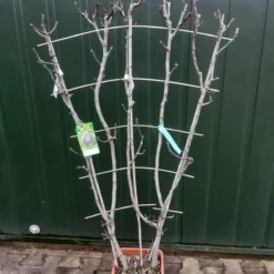 Ficus Carica ‘Violette Dauphine’ Op Rek -Huisdecoratie Winkel ficus violette dauphine