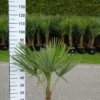 Palmboom Trachycarpus Fortunei Stam 20-25 Cm -Huisdecoratie Winkel fortunei 20 25 scaled 1