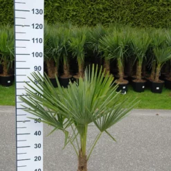 Palmboom Trachycarpus Fortunei Stam 20-25 Cm