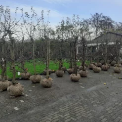 Malus Jonagold – Zwaar Vertakt -Huisdecoratie Winkel fruitbomen overzicht 1