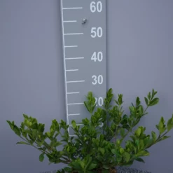 Gardenia Jasminoides âCrown Jewelâ