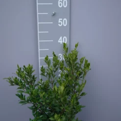 Gardenia Jasminoides âSweet Heartâ