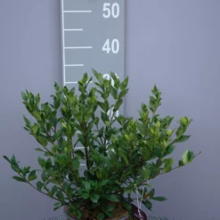 Gardenia Jasminoides âSweet Starâ