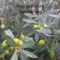 Magnolia Grandiflora ‘Little Gem’