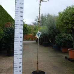 Ginkgo Biloba âMarikenâ