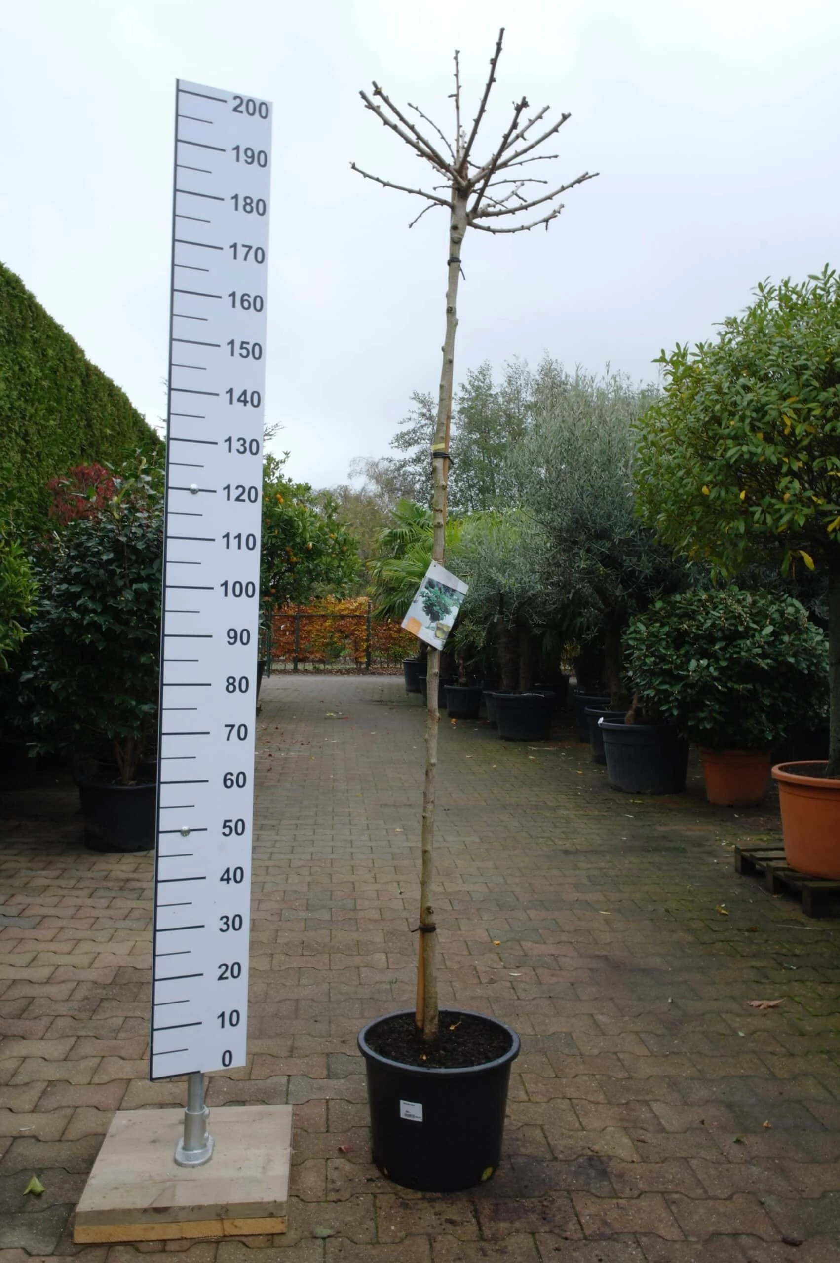 Ginkgo Biloba ‘Mariken’ 3 Ginkgo Biloba ‘Mariken’