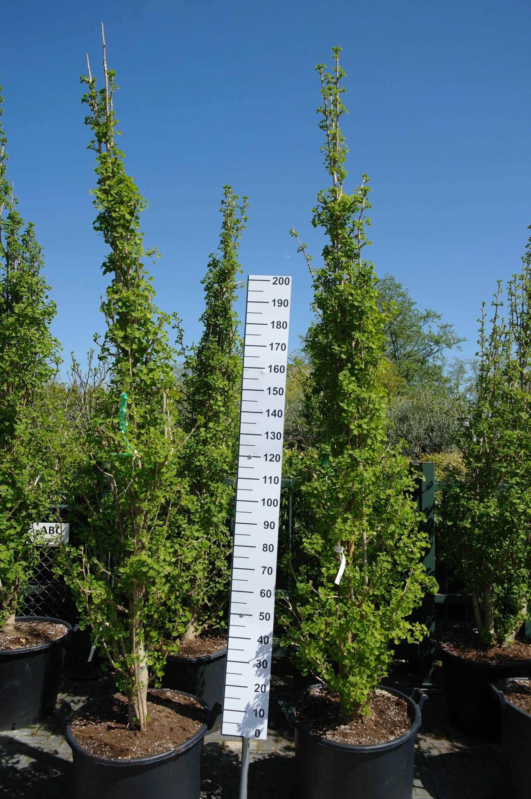 Ginkgo Biloba 3 Ginkgo Biloba