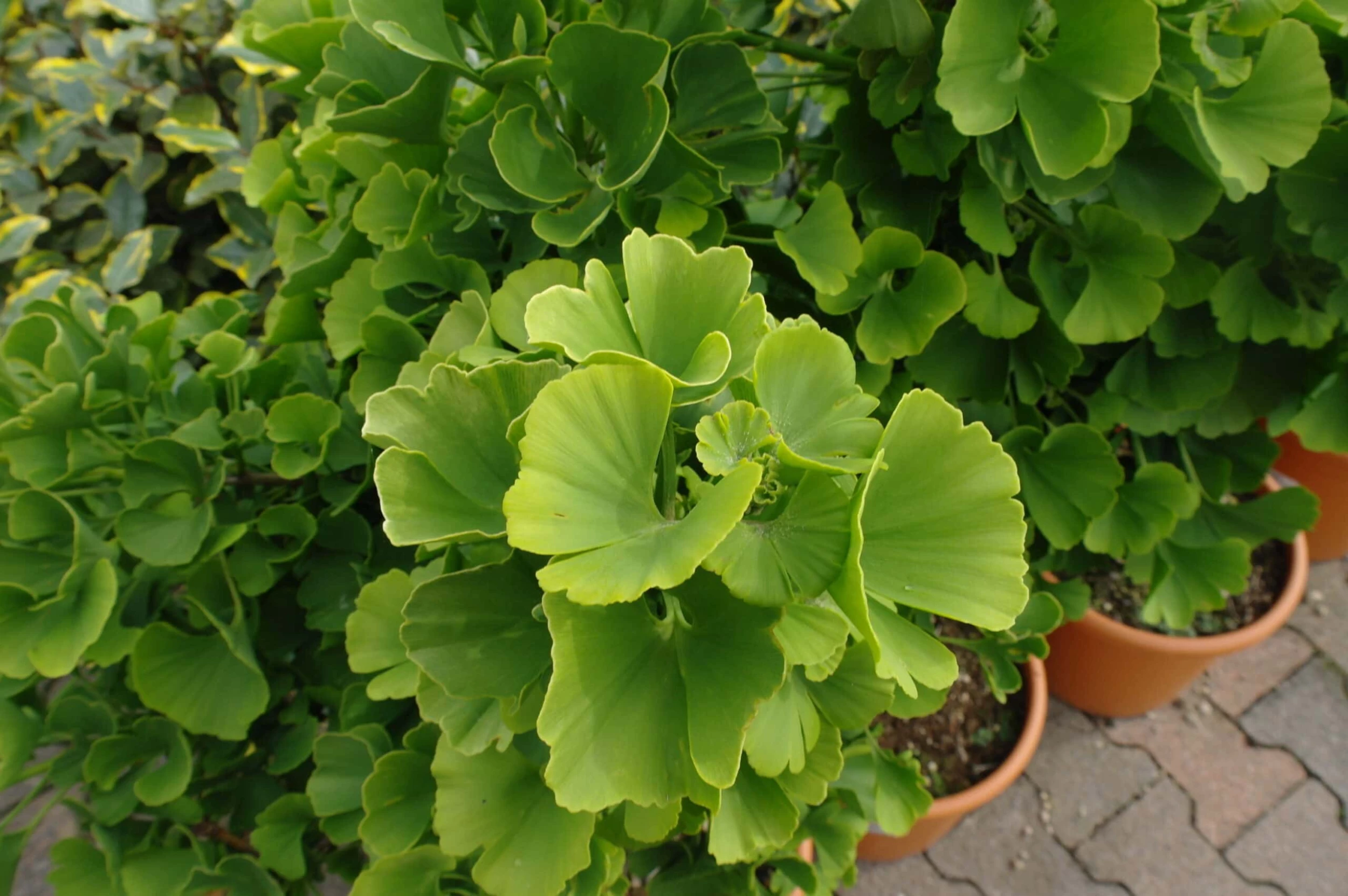 Ginkgo Biloba ‘Mariken’ 4 Ginkgo Biloba ‘Mariken’ - Afbeelding 2