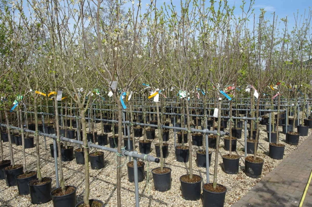 Malus Domestica ‘Granny Smith’ 3 Malus Domestica ‘Granny Smith’ - Afbeelding 2