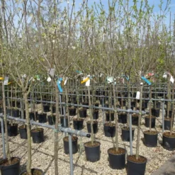 Malus Domestica ‘Groninger Kroon’ Halfstam -Huisdecoratie Winkel halfstam2