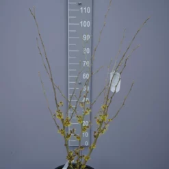 Hamamelis ‘Westerstede’