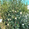 Camellia Sasanqua ‘Hana Jiman’ -Huisdecoratie Winkel hana jiman rotated 1