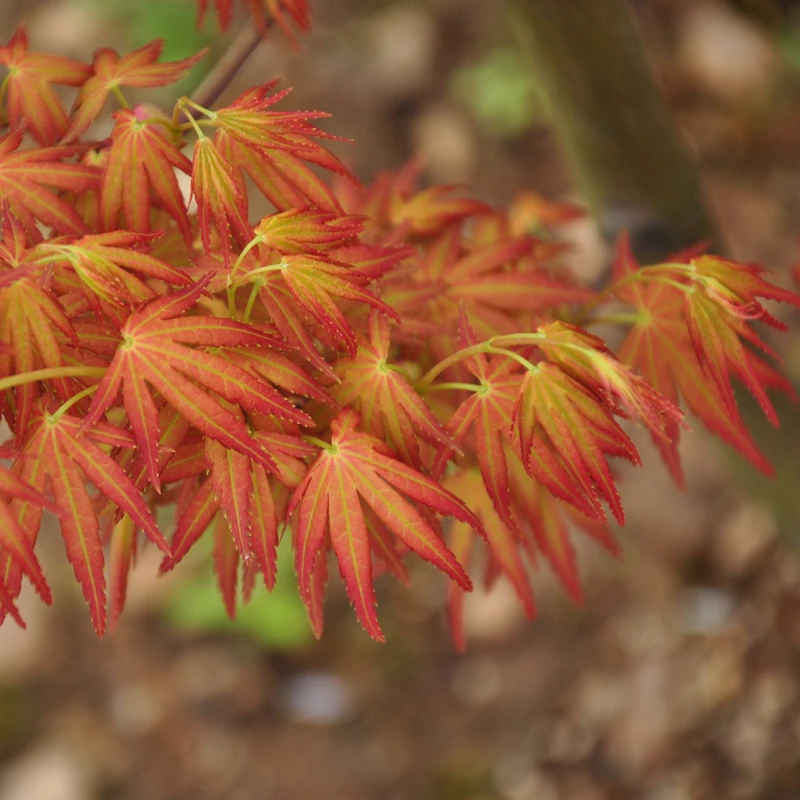 Acer Palmatum ‘Harusame’ 4 Acer Palmatum ‘Harusame’ - Afbeelding 2