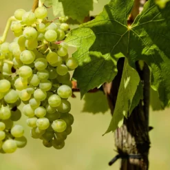 Vitis ‘Himrod’ – Witte Druif
