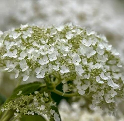 Hydrangea Arborescens ‘Strong Annabelle’