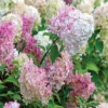 Hydrangea Paniculata âVanille FraiseâÂź 1 Hydrangea Paniculata âVanille FraiseâÂź -Huisdecoratie Winkel hydrangea vanillie fraise