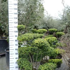 Ilex Crenata ‘Convexa’