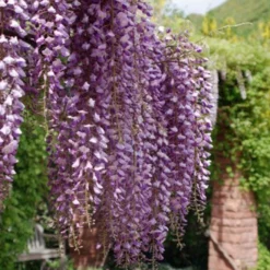 Wisteria Sinensis ‘Ito Koku Riu’ Op Stam -Huisdecoratie Winkel ito koku riu 1