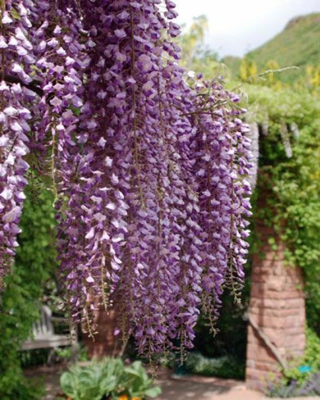 Wisteria Sinensis ‘Ito Koku Riu’ 4 Wisteria Sinensis ‘Ito Koku Riu’ - Afbeelding 2