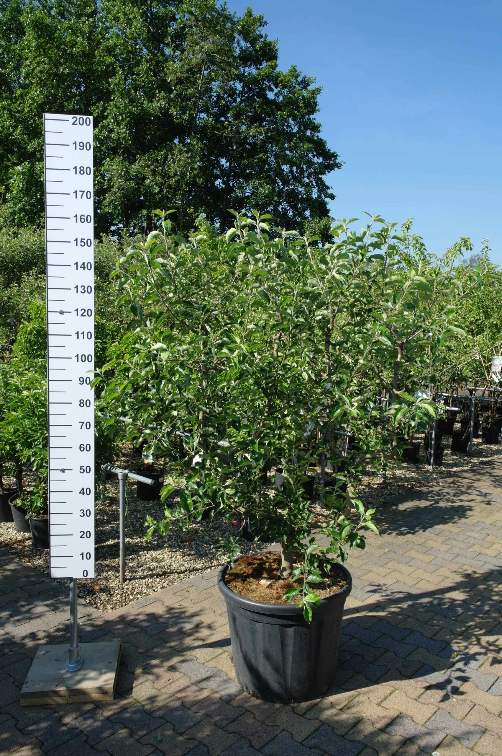 Malus Jonagold Leivorm 3 Malus Jonagold Leivorm