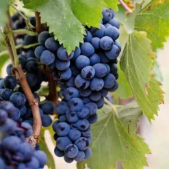 Vitis Vinifera Blauw Pitloos