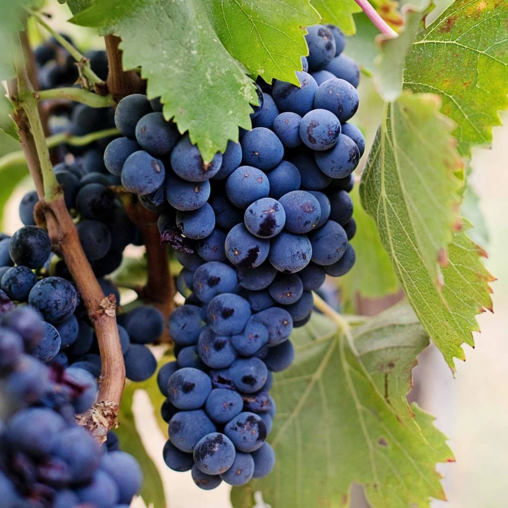 Vitis Vinifera Blauw Pitloos 3 Vitis Vinifera Blauw Pitloos