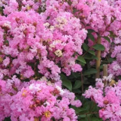 Lagerstroemia ‘Mardi Gras’ Halfstam