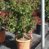 Lagerstroemia Indica Dynamite -Huisdecoratie Winkel lagerstroemia dynamite80 100 cm 54.99 2 scaled 1