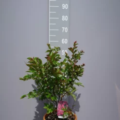 Lagerstroemia Indica ‘Dynamite’