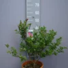 Lagerstroemia Indica ‘Indiya Charms’ -Huisdecoratie Winkel lagerstroemia indica indiya charms scaled 1