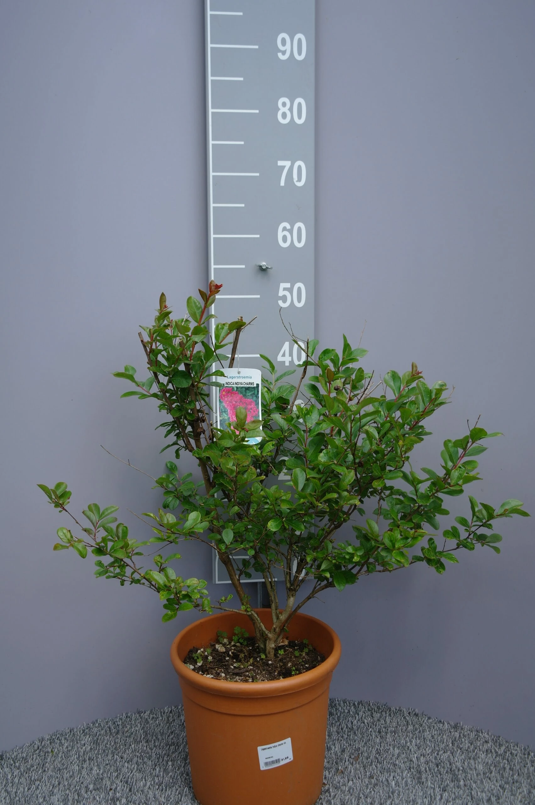 Lagerstroemia Indica ‘Indiya Charms’ 3 Lagerstroemia Indica ‘Indiya Charms’