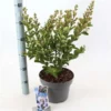 Lagerstroemia Indica With Love Babe (‘Milaperl’PBR) -Huisdecoratie Winkel lagerstroemia indica with love baby 1