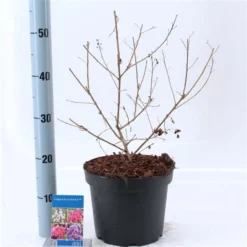 Lagerstroemia Indica With Love Babe (‘Milaperl’PBR) -Huisdecoratie Winkel lagerstroemia indica with love baby