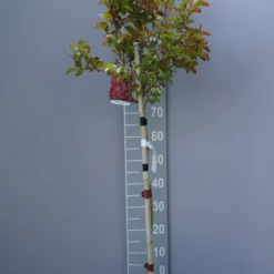 Lagerstroemia Indica ‘Pink Velour’ Op Stam
