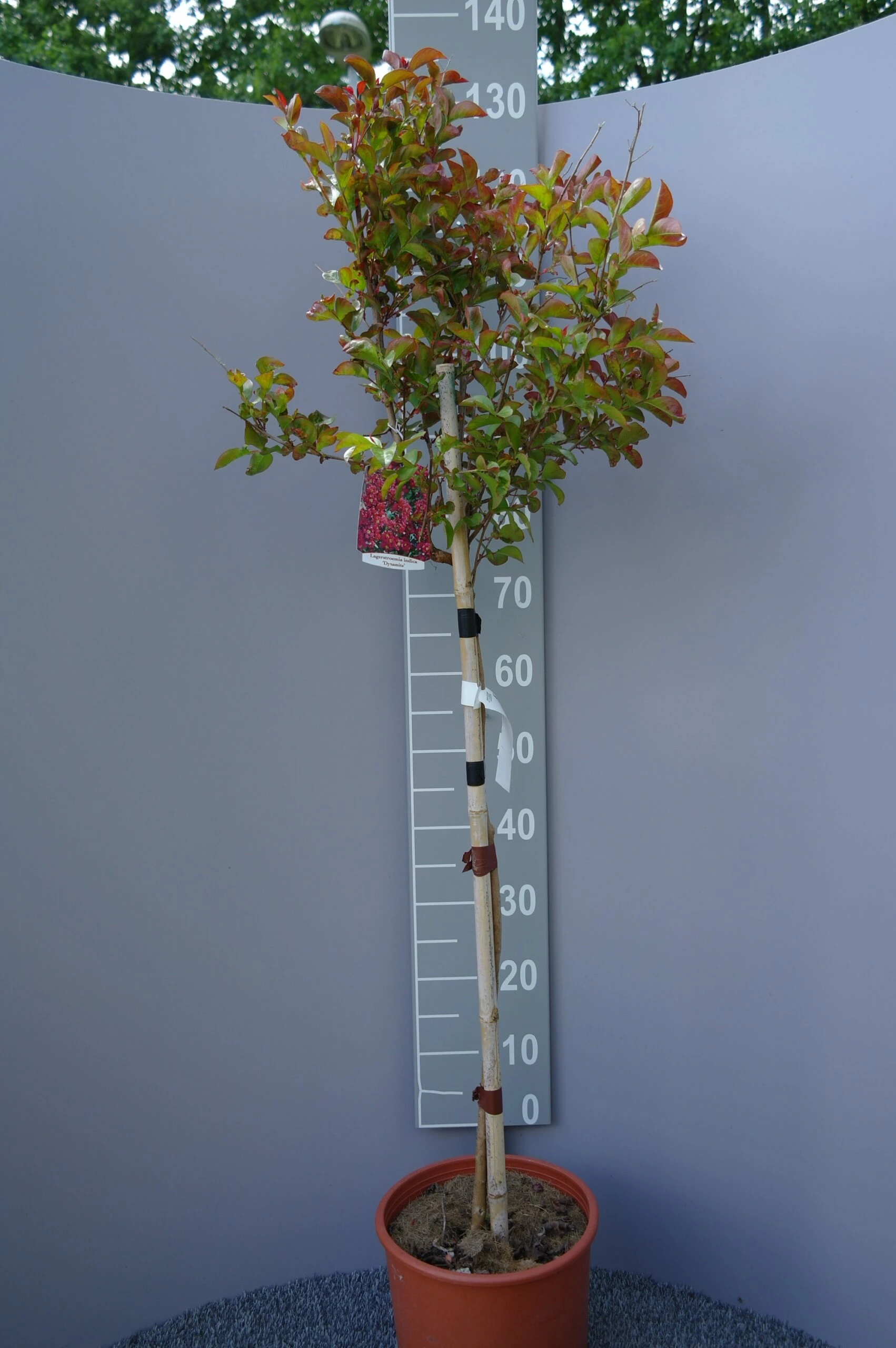 Lagerstroemia Indica ‘Pink Velour’ Op Stam 3 Lagerstroemia Indica ‘Pink Velour’ Op Stam