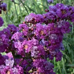 Lagerstroemia Indica ‘Superviolacea’