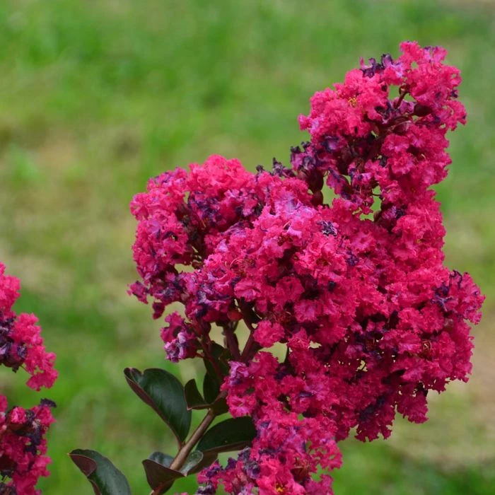 Lagerstroemia Indica ‘Indiya Charms’ 4 Lagerstroemia Indica ‘Indiya Charms’ - Afbeelding 2
