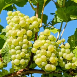 Vitis Vinifera ‘Millenium’ Pitloos