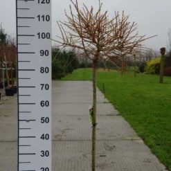 Larix Laricina ‘Arethusa Bog’
