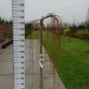 Larix Kaempferi ‘Boring Weeper’ -Huisdecoratie Winkel larix boring weeper 150 scaled 1