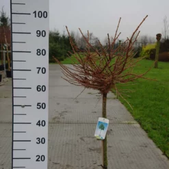 Larix Kaempferi ‘Grey Pearl’