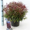 Leucothoe KeisKei Burning Love -Huisdecoratie Winkel leucothoe keikei burning love p 23