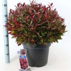 Leucothoe ‘Zeblid’