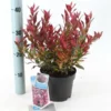 Leucothoe ‘Little Flames’ PBR -Huisdecoratie Winkel leucothoelittle flames p17