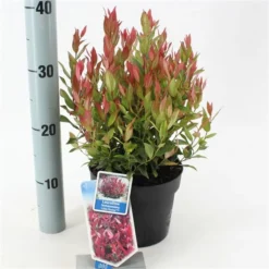 Leucothoe ‘Little Flames’ PBR -Huisdecoratie Winkel leucothoelittle flames p17 2