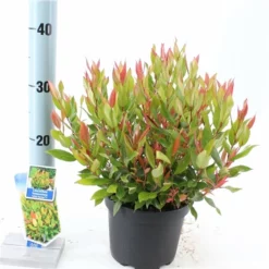 Leucothoe ‘Little Flames’ PBR -Huisdecoratie Winkel leucothoelittle flames p17 3