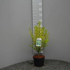 Ligustrum Ovalifolium Aureum